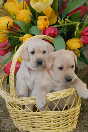 puppies_05