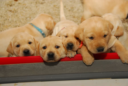 puppies_01