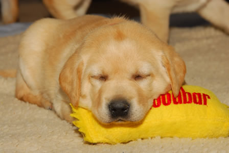 puppies_02