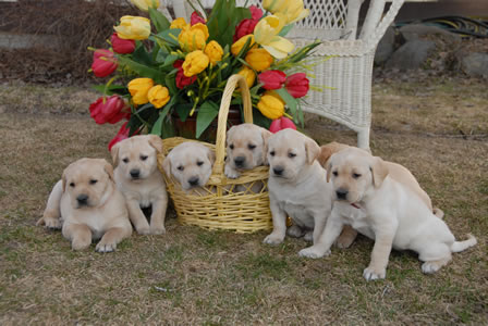puppies_03