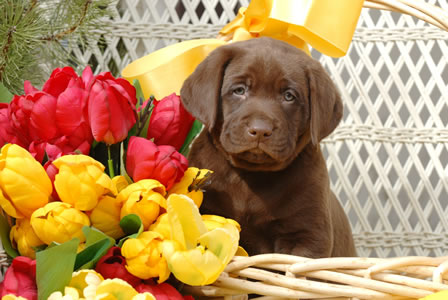 puppies_04