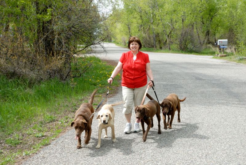 Sally walking the dogs