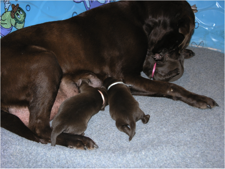 Brookie as Mother