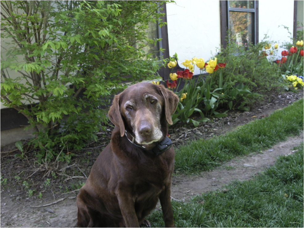 Brookie at 12 Years
