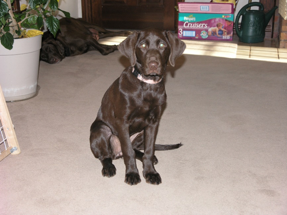 Dakota as a young dog
