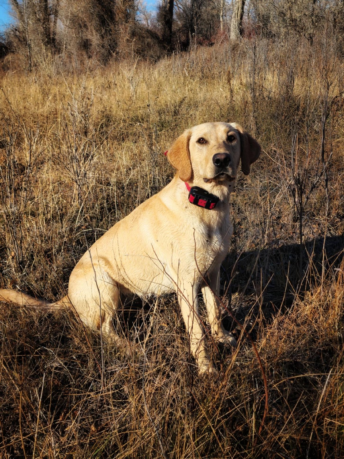 Belle