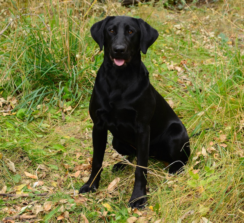 Kona