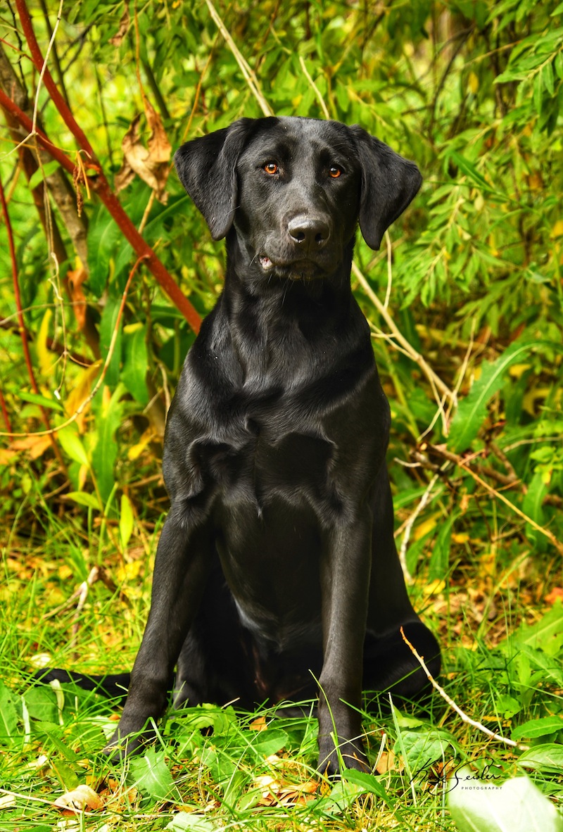 Kona