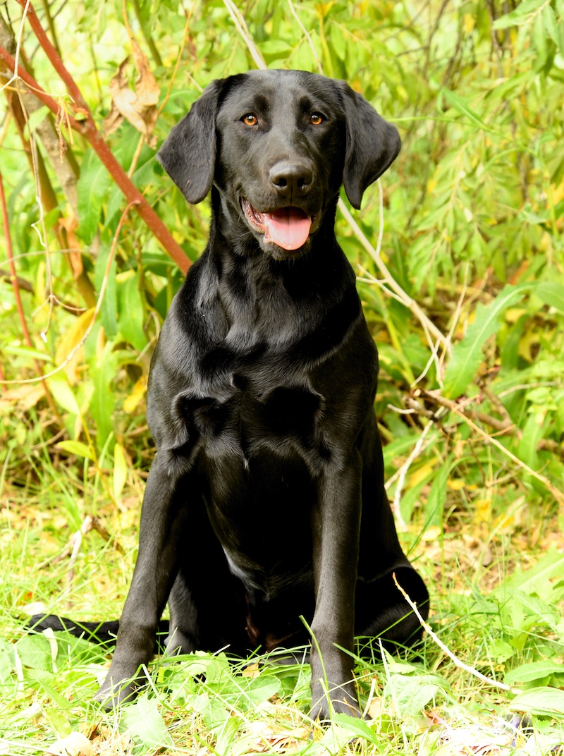 Kona