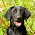 Kona