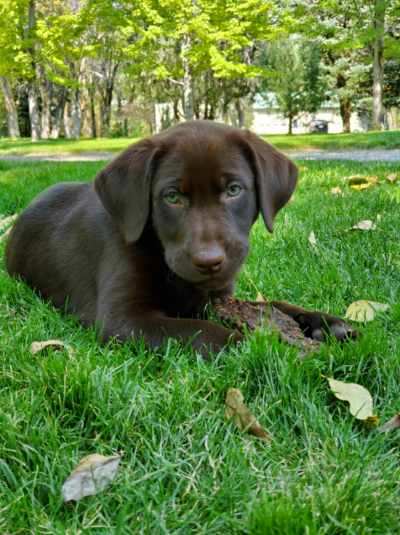 Puppies