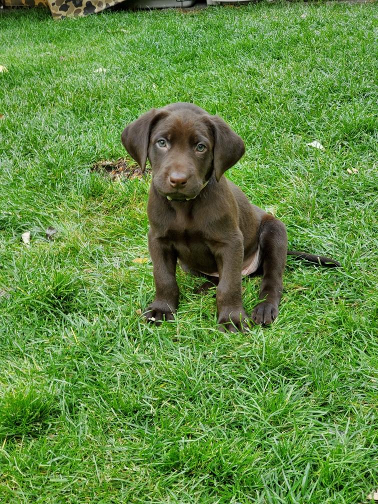 Puppies