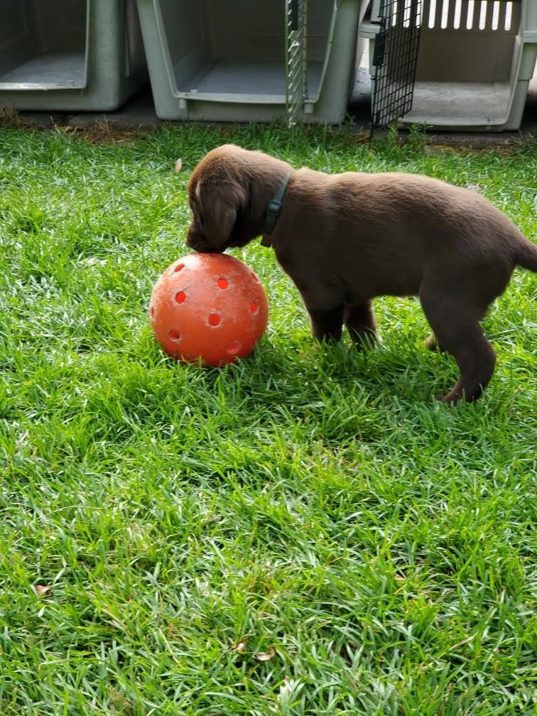 Puppies
