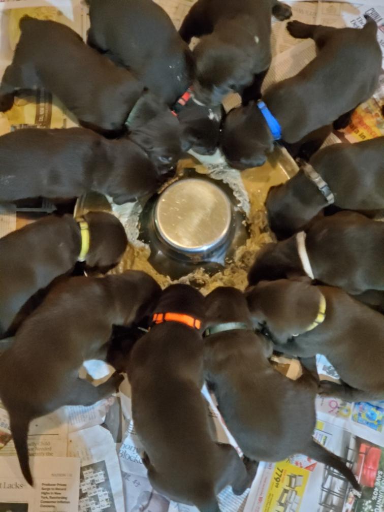 Puppies