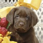 Puppies
